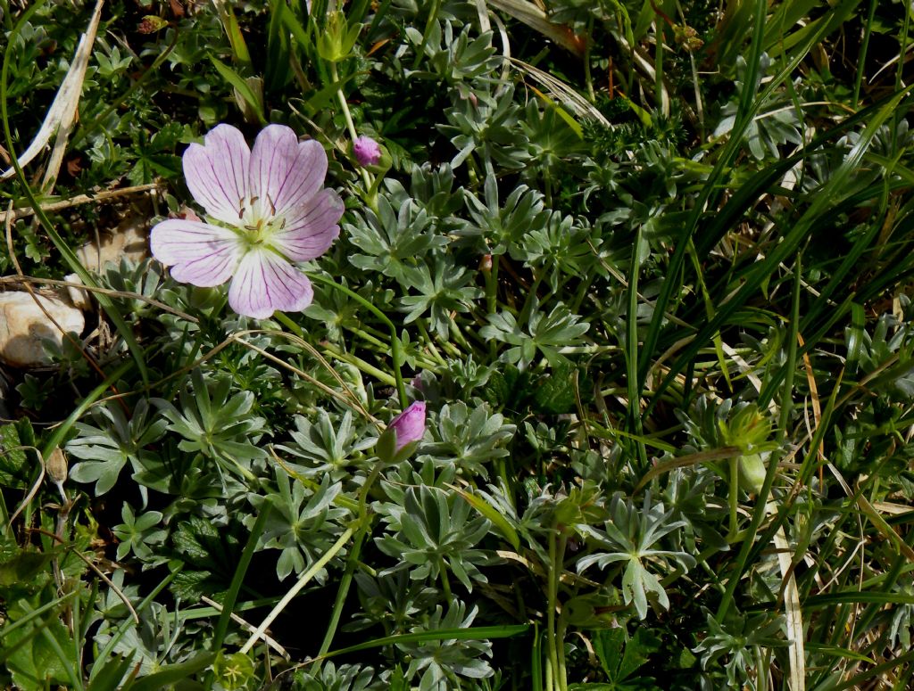 Geranium argenteum / Geranio argentino